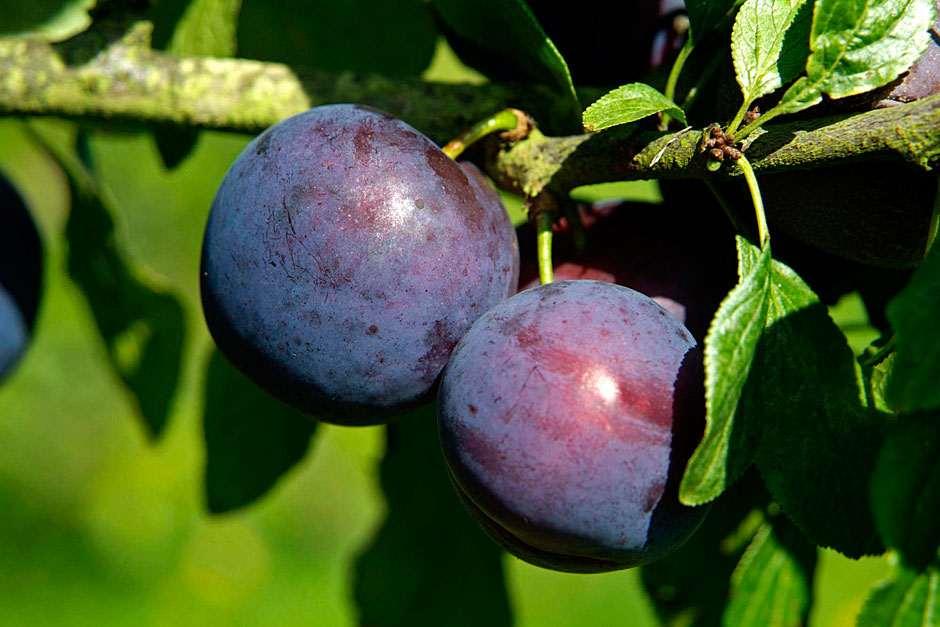 How to grow plums / RHS Gardening