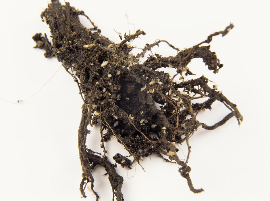 Close-up of root aphids on <em>Crassula</em> root, RHS / Tim Sandall