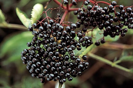 Elderberry, <em>Sambucus nigra</em>