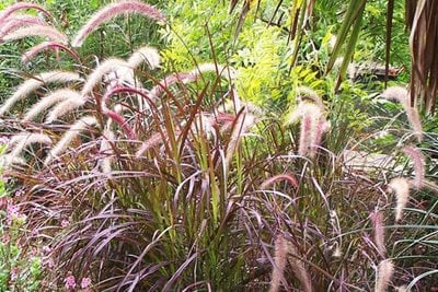 Pennisetum × advena ‘Rubrum’