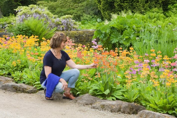 A visitor admires Primula Harlow Car hybrids by Streamside in Summer at RHS Garden Harlow Carr