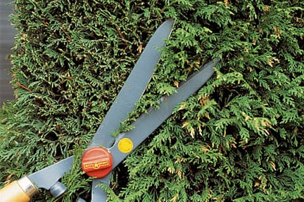 Leyland cypress: pruning