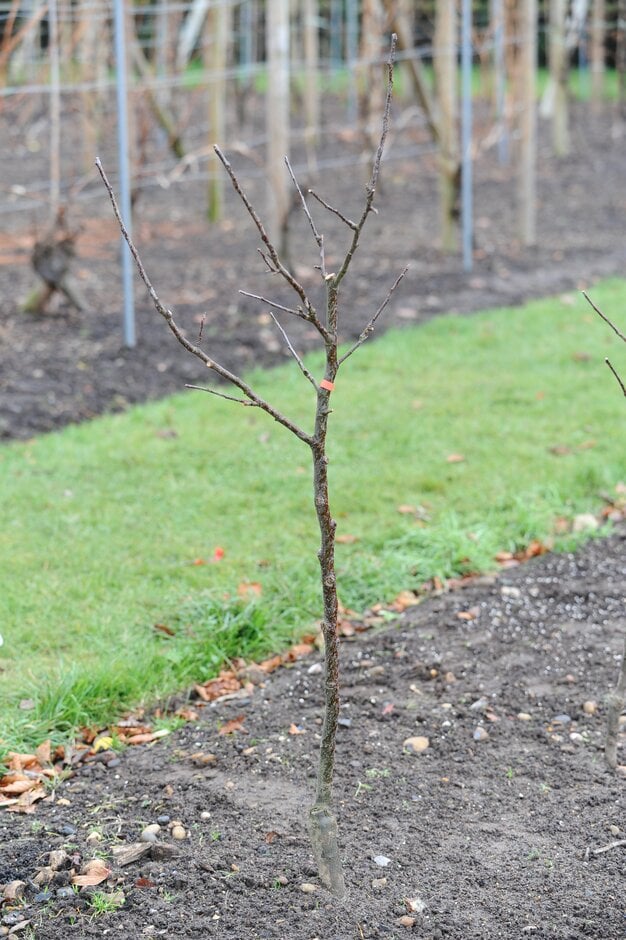 The Ultimate Guide to Caring for Young Trees in Winter