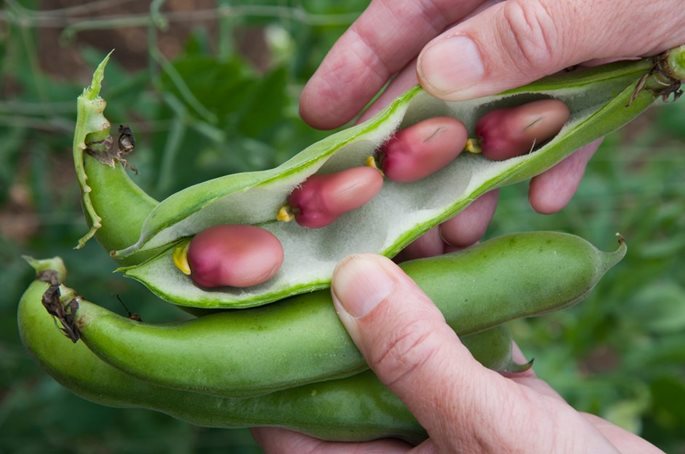 Broad bean 'Karmazyn' pods