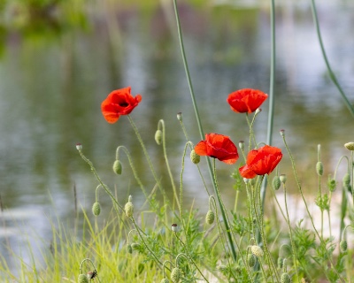 RHS Sustainability Strategy: Nature Target 4 – Water Neutral by 2030 / RHS