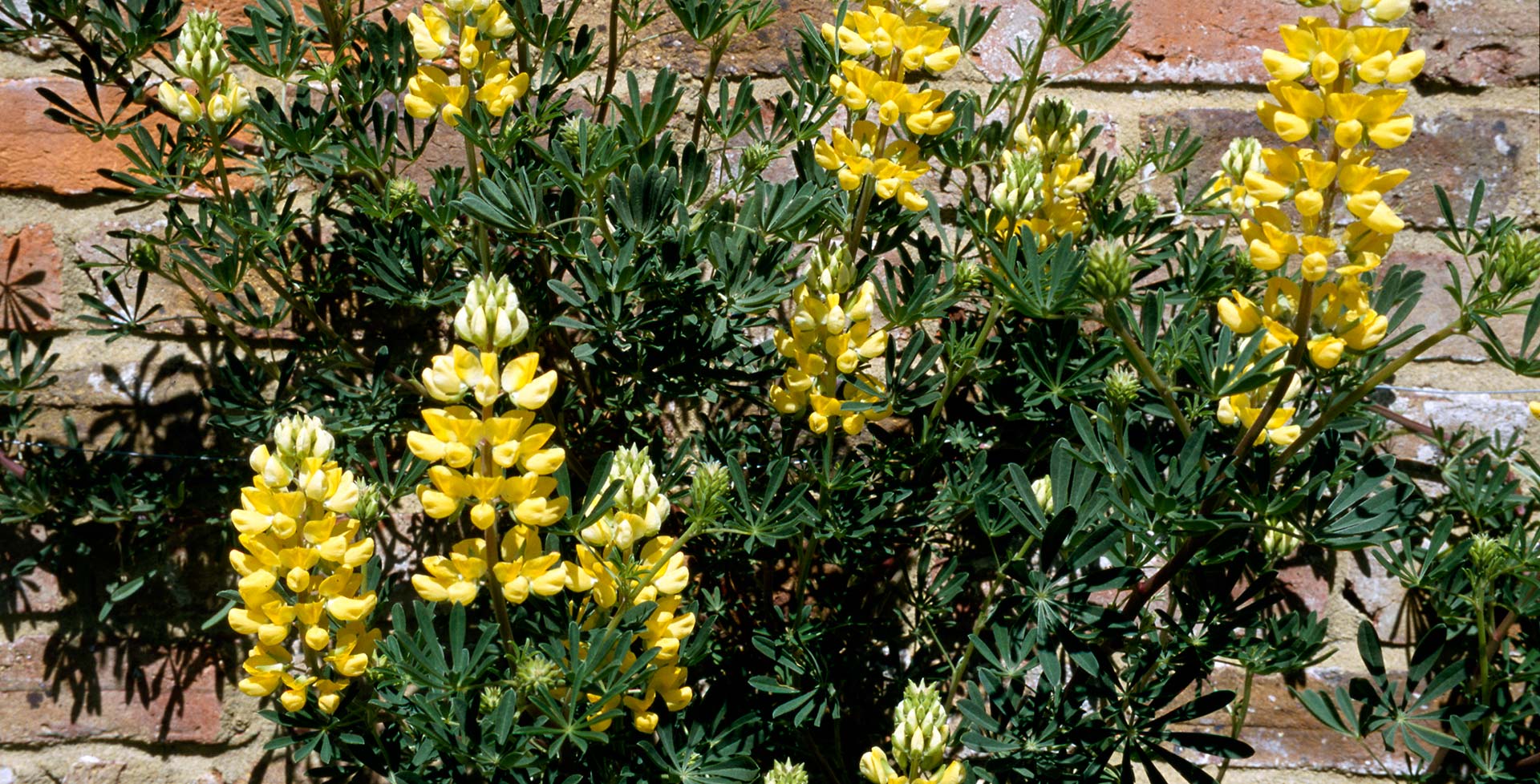 The Salty Lupine