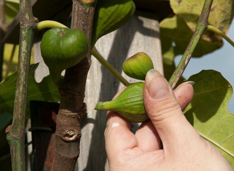 Figs: pruning and training / RHS Gardening