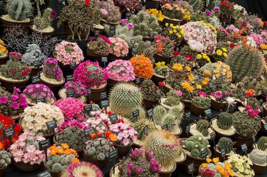 Southfields nursery display of cacti