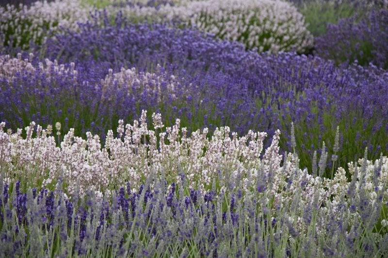 Multi-coloured lavender growing at Downderry Nursery