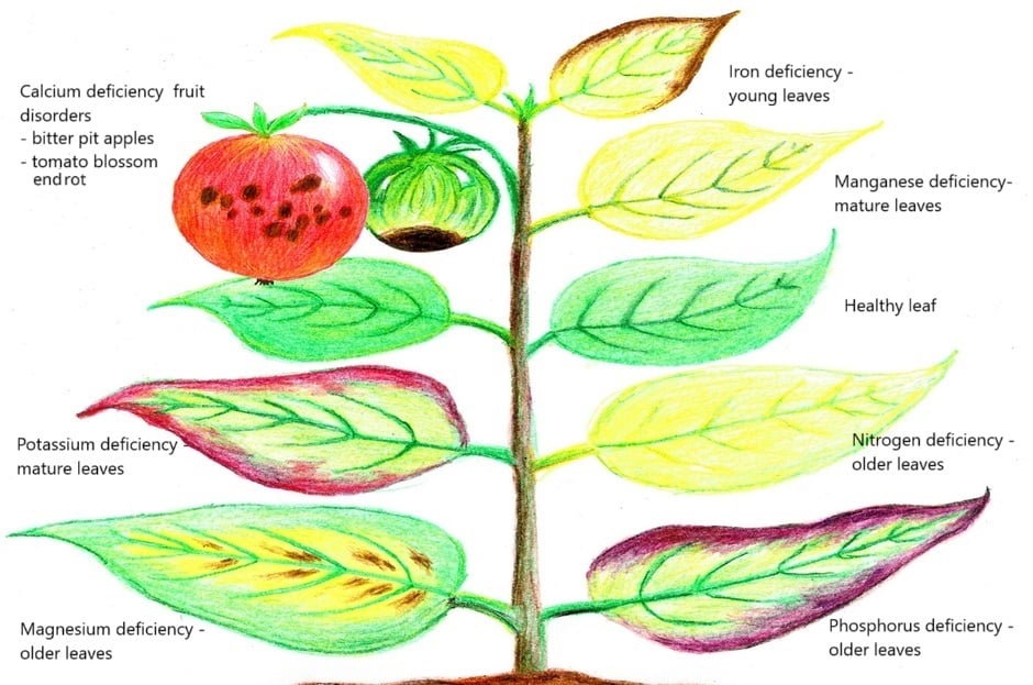 Plant Nutrient Deficiency Diagram