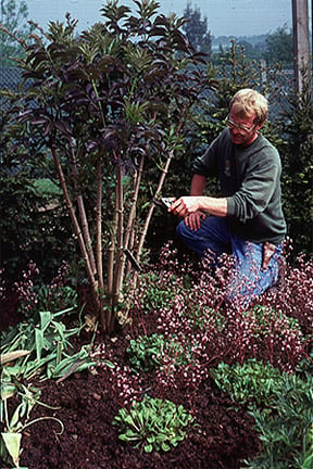 Pollarding an elderberry to keep it small and produce good-colour foliage.