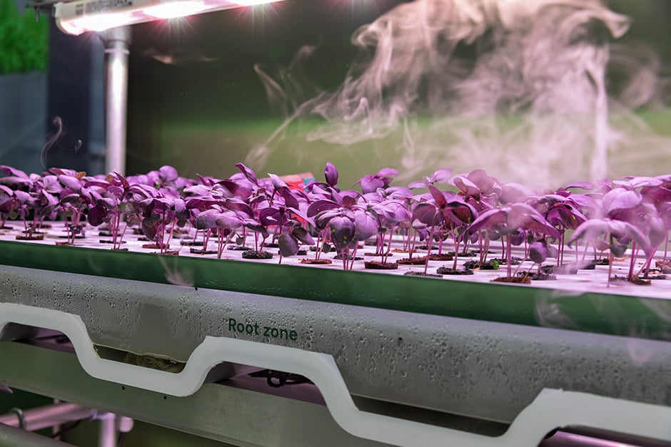 Advanced aeroponics display at RHS Chelsea 2025