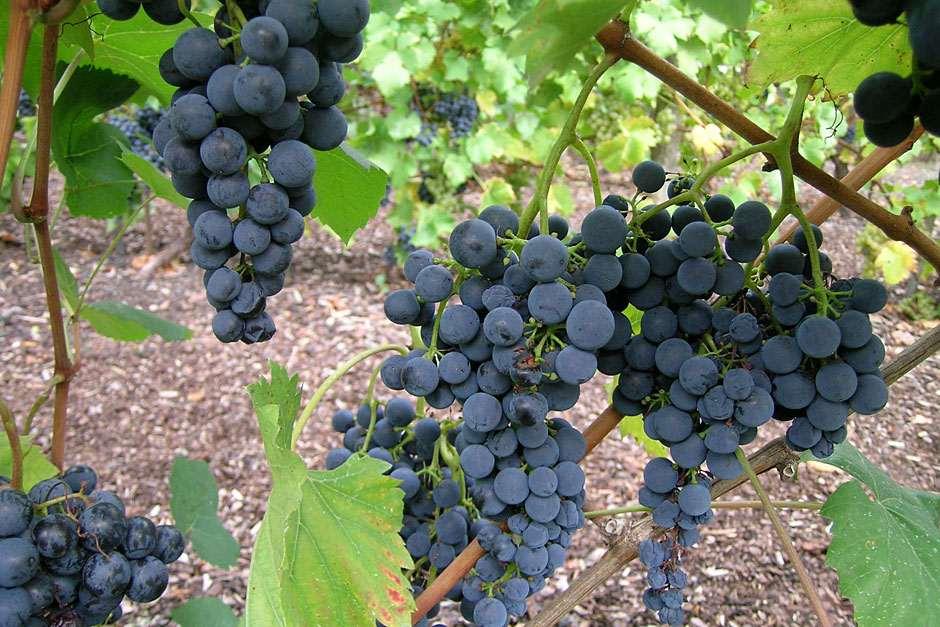 How to grow your own grapes: the best vines for British gardens