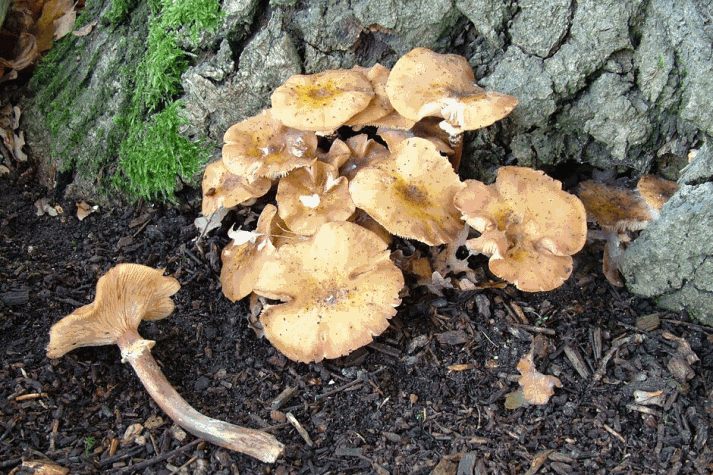Honey fungus mushrooms growing at the base of a tree