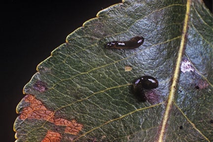Pear and cherry slugworm (<EM>Caliroa cerasi</EM>) on pear
