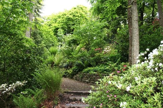 Rosemoor woodland garden