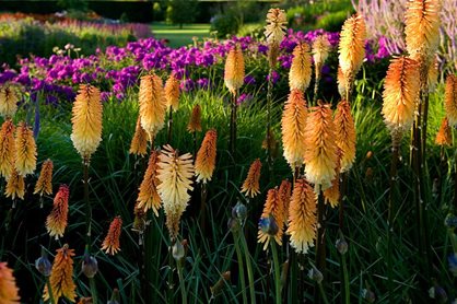 Kniphofia 'Tawny King' makes a strong statement in the Main Borders at Harlow Carr in July