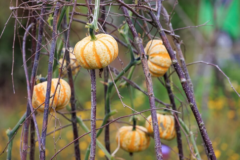 Small pumpkins climbing up a wigwam at RHS Wisley