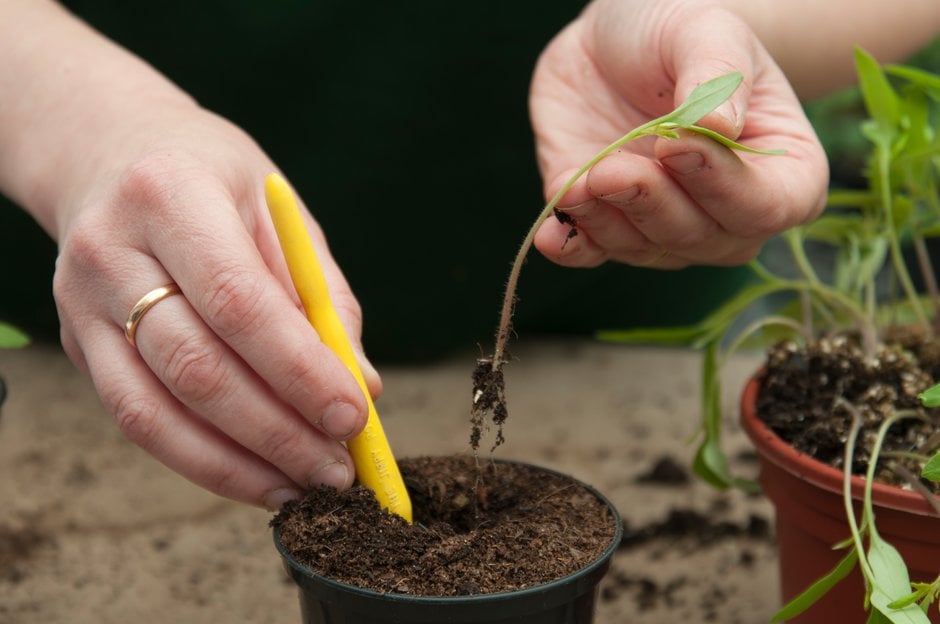 Pricking out tomato seedlings