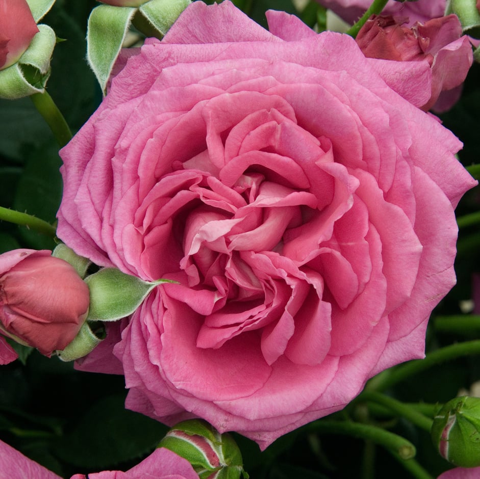 <i>Rosa</i> Clare Marshall (‘Harunite’), a scented cluster-flowered floribunda