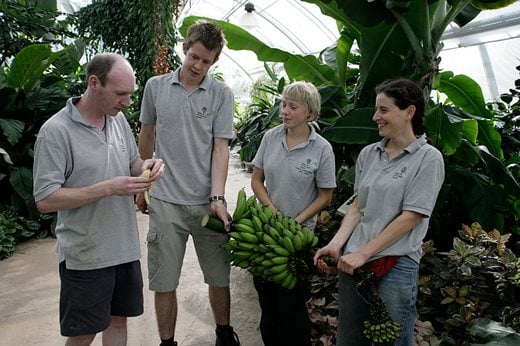 Wisley staff with bananas grown in the Glasshouse