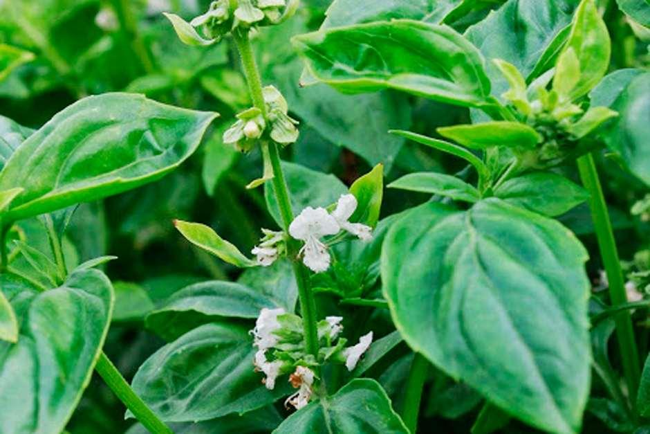 Basil How to Grow and Harvest RHS Herbs