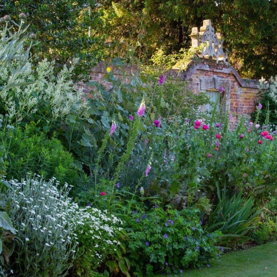 Plants for foliage with a blue and pink theme