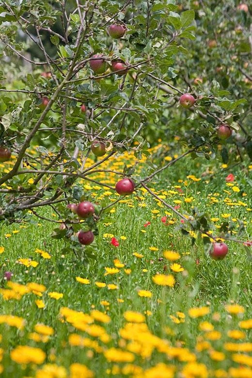 The bright yellow of corn marigolds looks great alongside red apples in the orchard