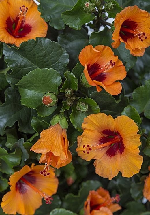 Hibiscus rosa-sinensis HibisQs Petit Orange (‘Petit Orange’)