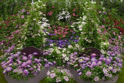 Display of Guernsey clematis at a show