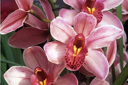 Cymbidium orchids overview