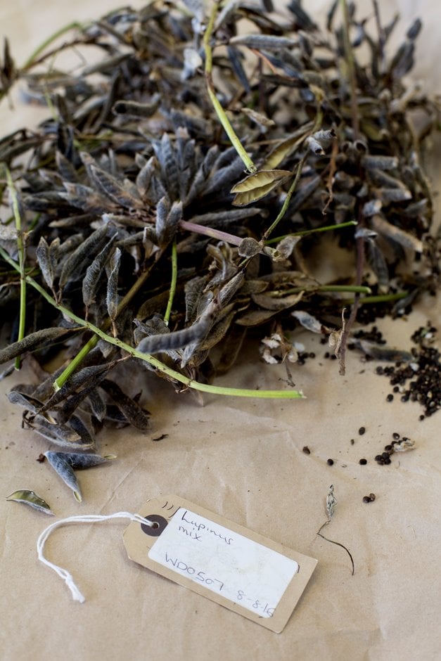 Ripe lupin seeds being harvested from dried seedpods