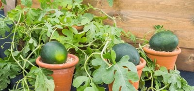 watermelons growing in pots