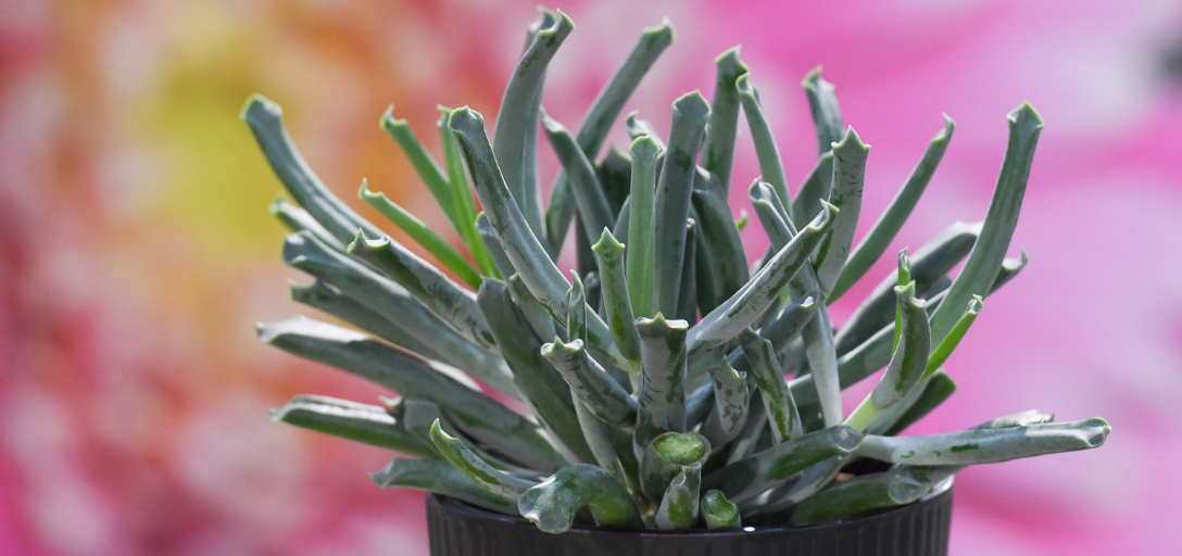 Cotyledon Elephant Trunk wins Best in Cacti & Succulents at HTA New Plant  Awards / RHS Gardening