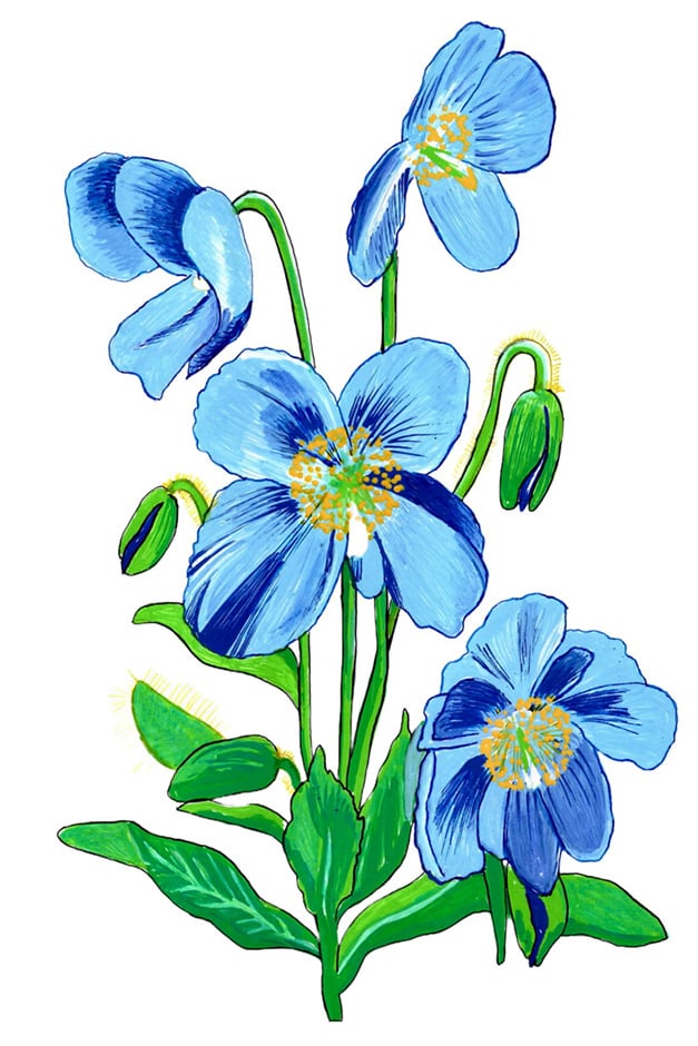 Blue poppy artwork