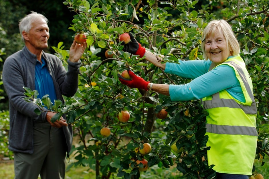 Volunteers pick apples in Stony Stratford