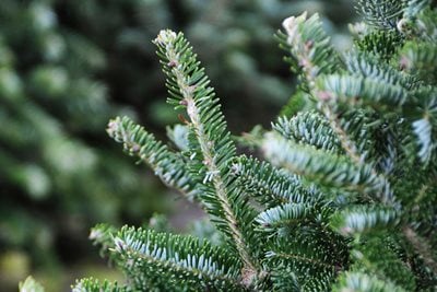 Close up of a Christmas tree