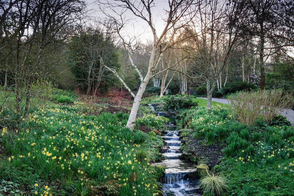 Narcissus pseudonarcissus subsp. pseudonarcissus in The Rock Gully at RHS Garden Rosemoor