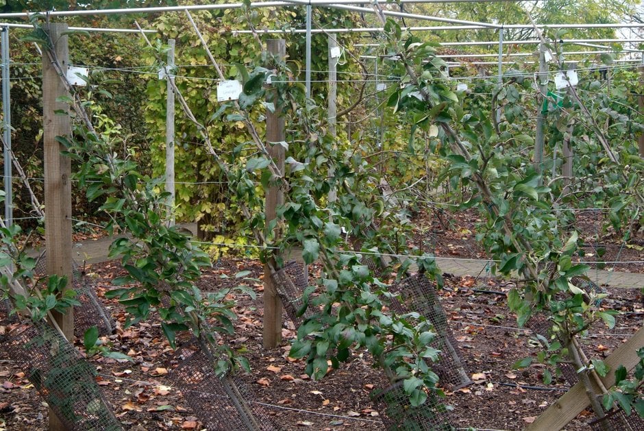 Apples and pears: starting a new cordon / RHS Gardening