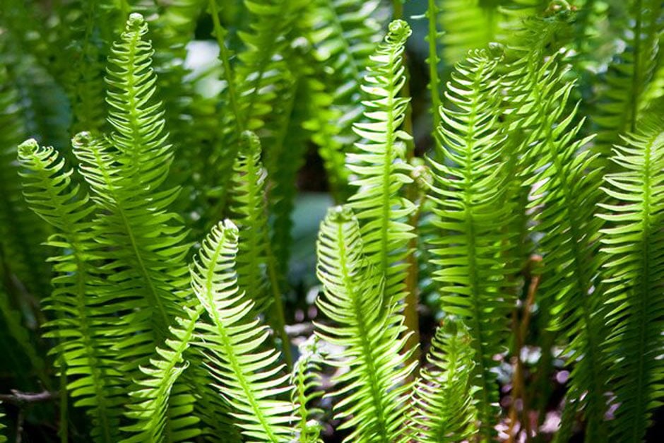 Pond plants at RHS Plants