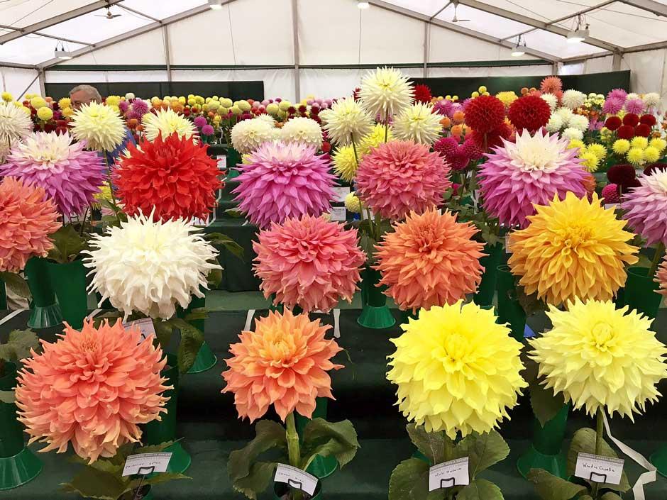 Dahlia display at the RHS Wisley Flower Show 2016