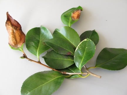 Camellia leaf blight