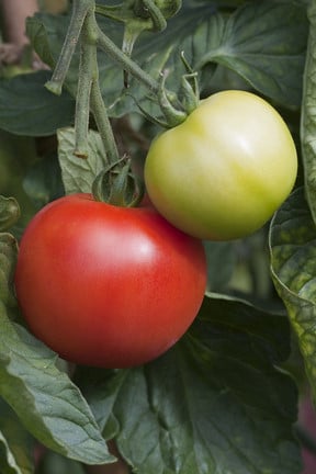 F 1  hybrids / RHS Gardening