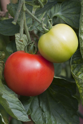 Understanding F1 hybrids