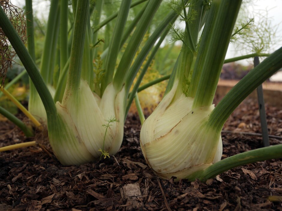 The swollen stem bases of Florence fennel 'Rondo' The swollen stem bases of Florence fennel 'Rondo'