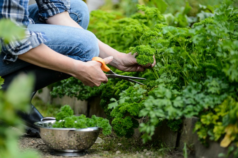 Parsley being harvested from a raised bed