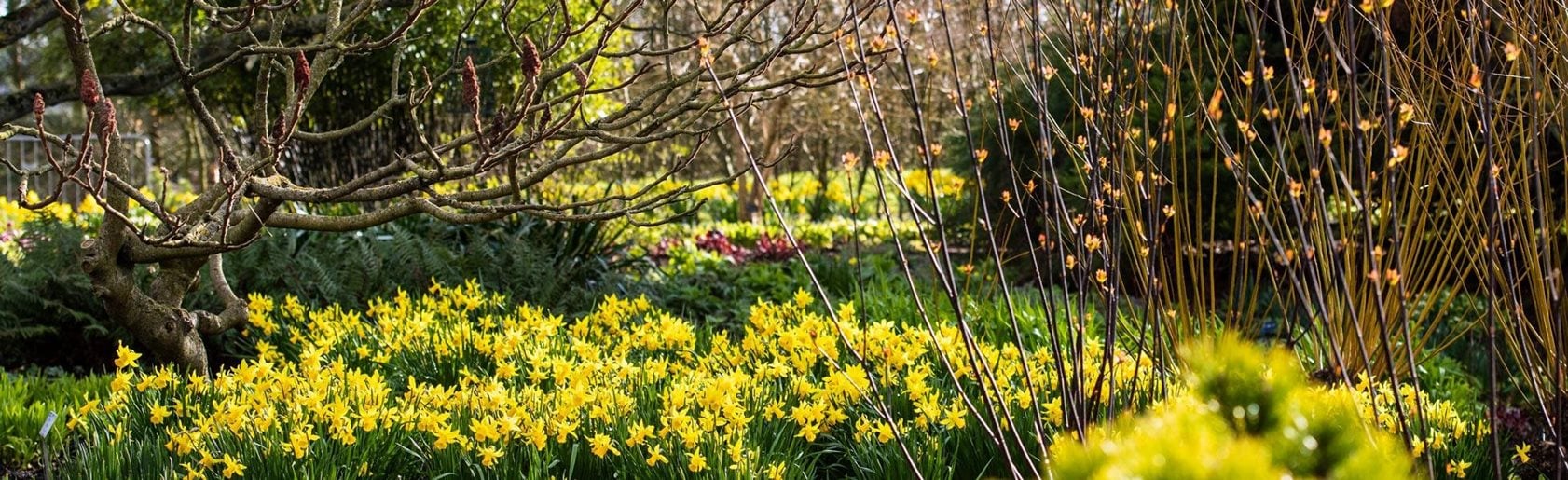 photograph of the garden