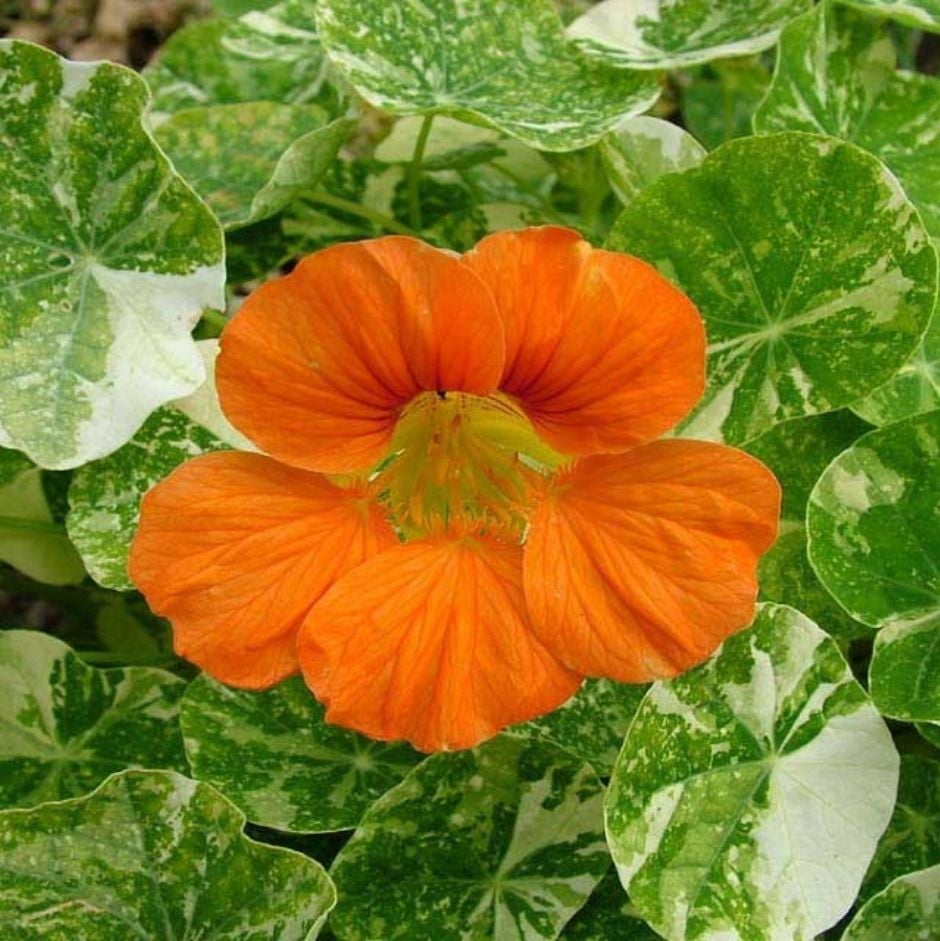 Edible flowers / RHS Gardening