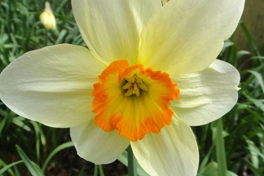 Narcissus Therapia