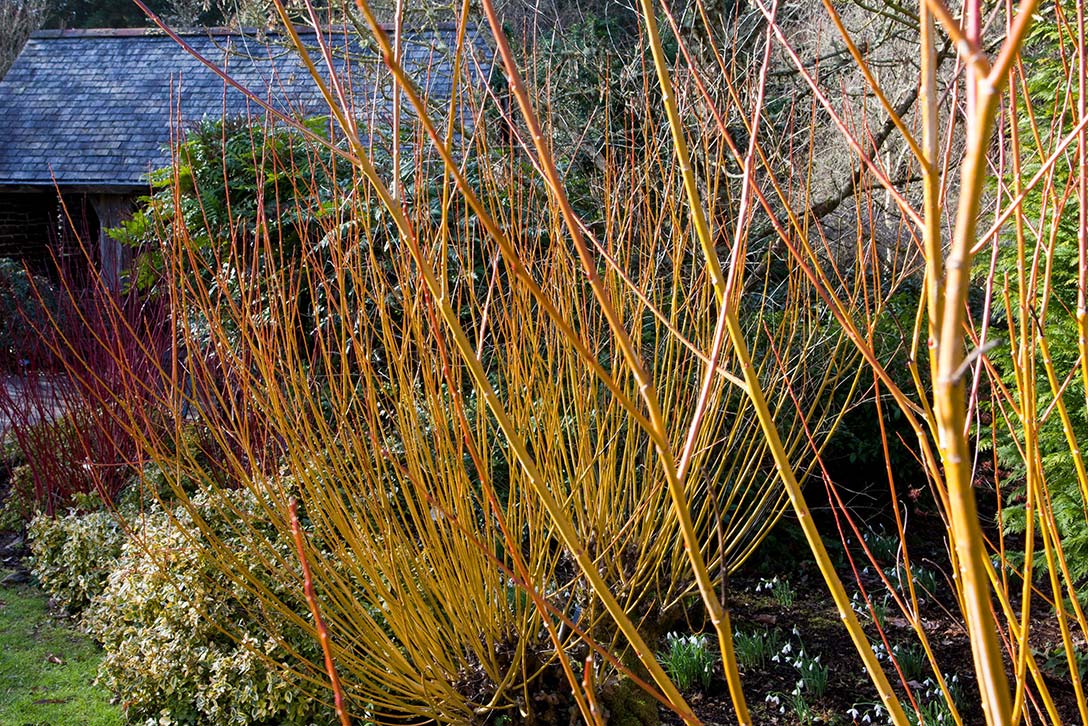 Discover willows for colourful winter stems